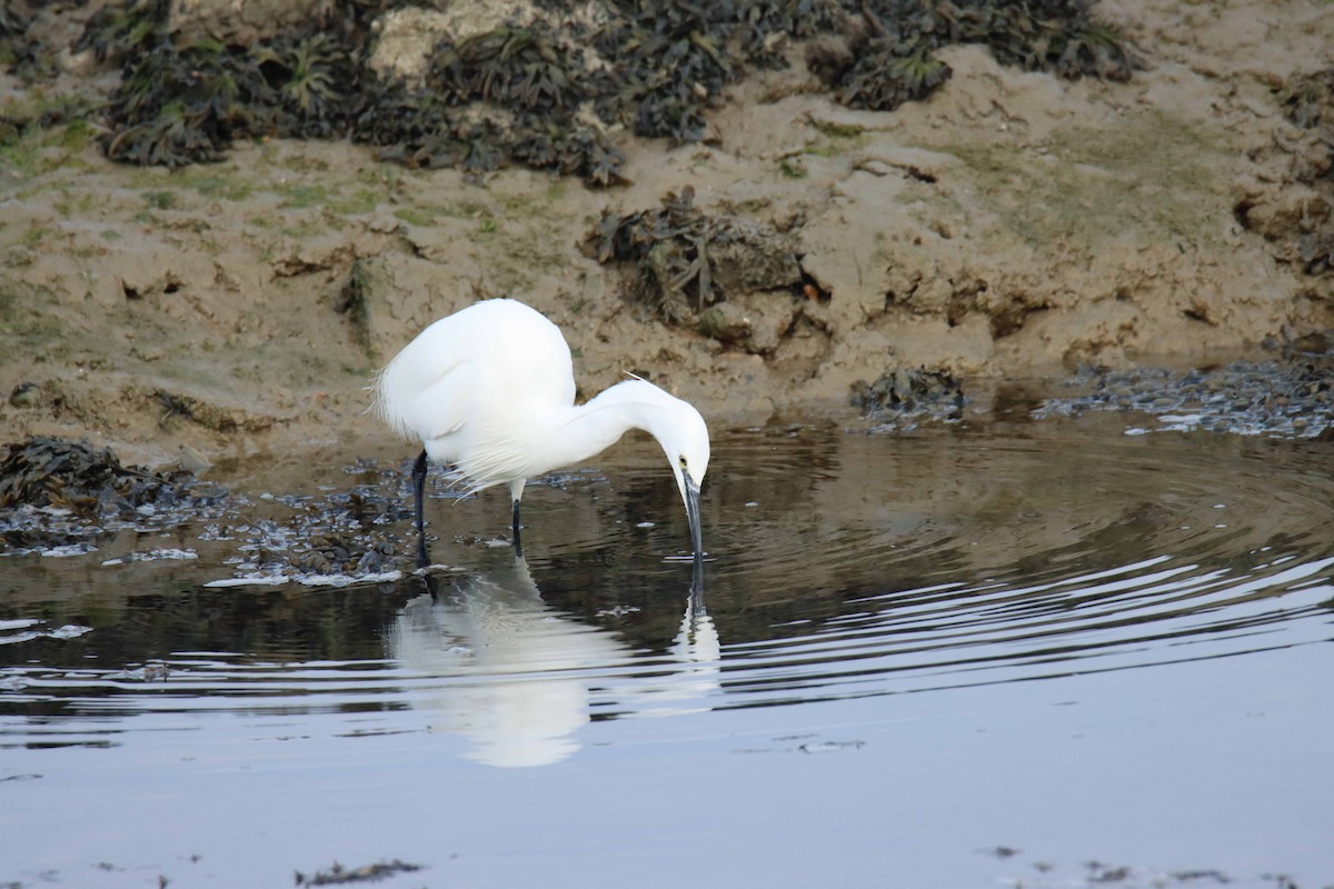 Little Egret (Western) - ML314780151