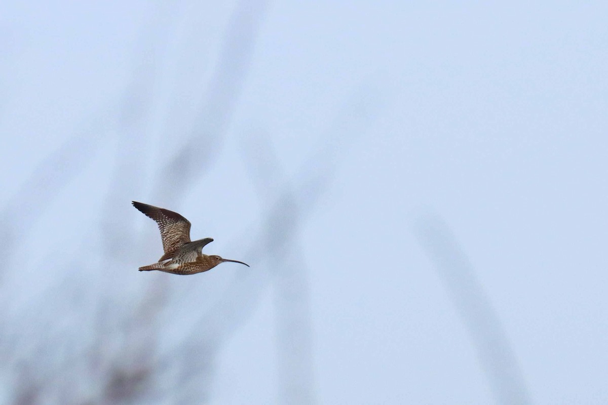 Eurasian Curlew - ML314780191