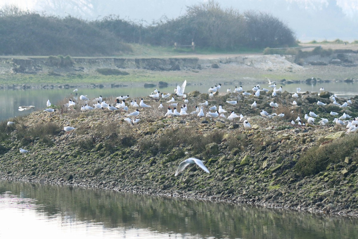 Mediterranean Gull - ML314780311