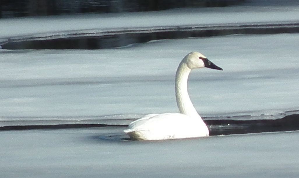 Trumpeter Swan - ML314780571