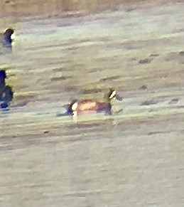 Blue-winged Teal - ML314780611