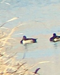Ring-necked Duck - ML314780651