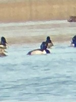 Ring-necked Duck - ML314780661