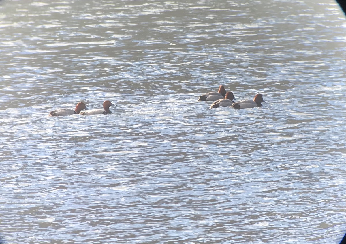 Redhead - ML314781381