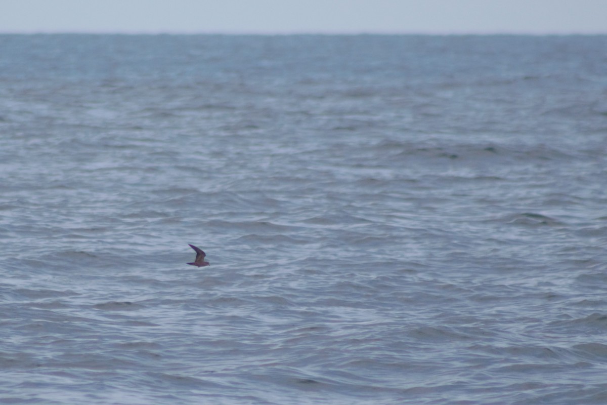 Least Storm-Petrel - ML314783871