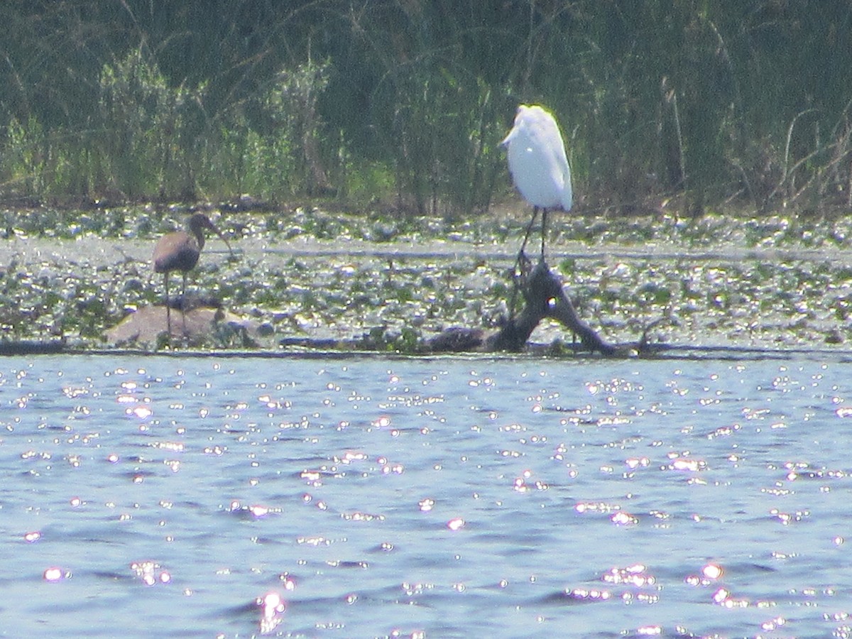 White Ibis - Lydia Scheeren