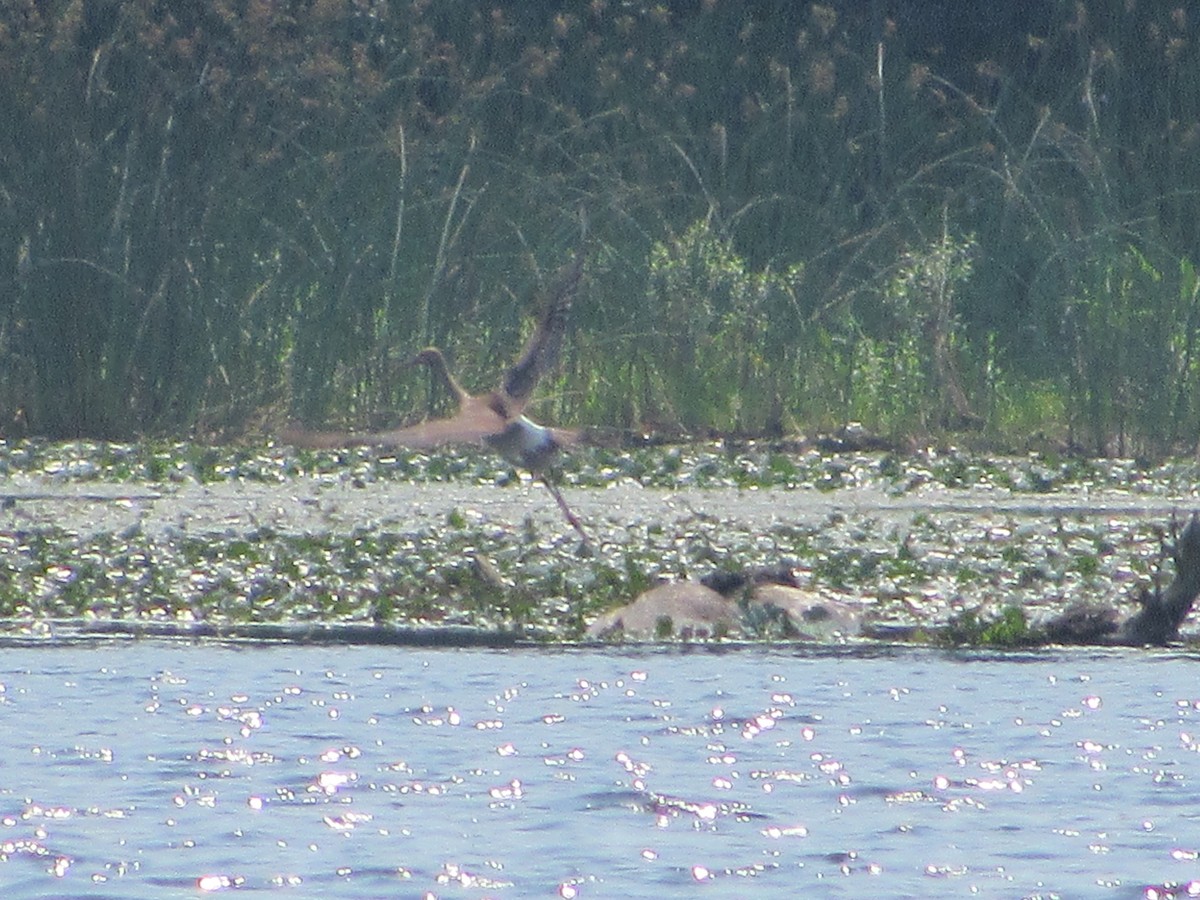 White Ibis - ML314786321