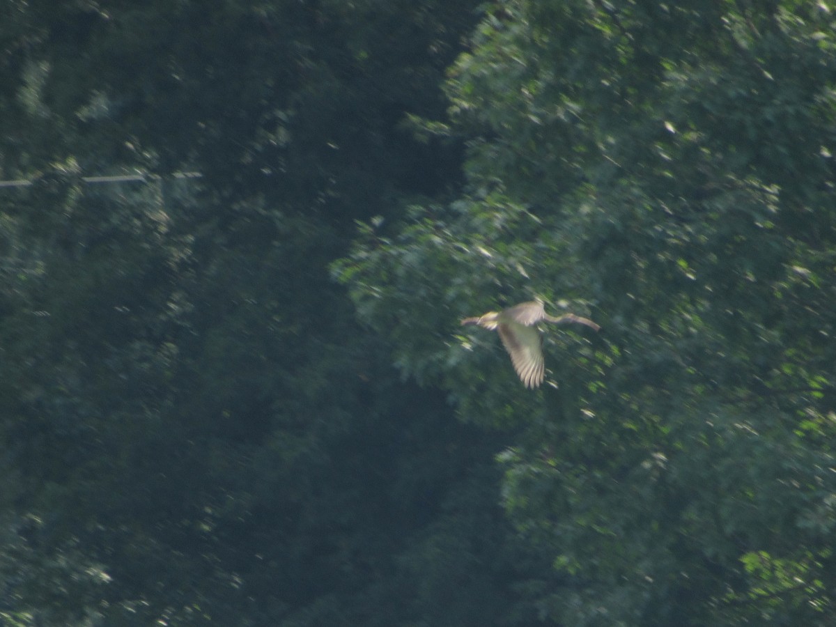 White Ibis - ML314786491