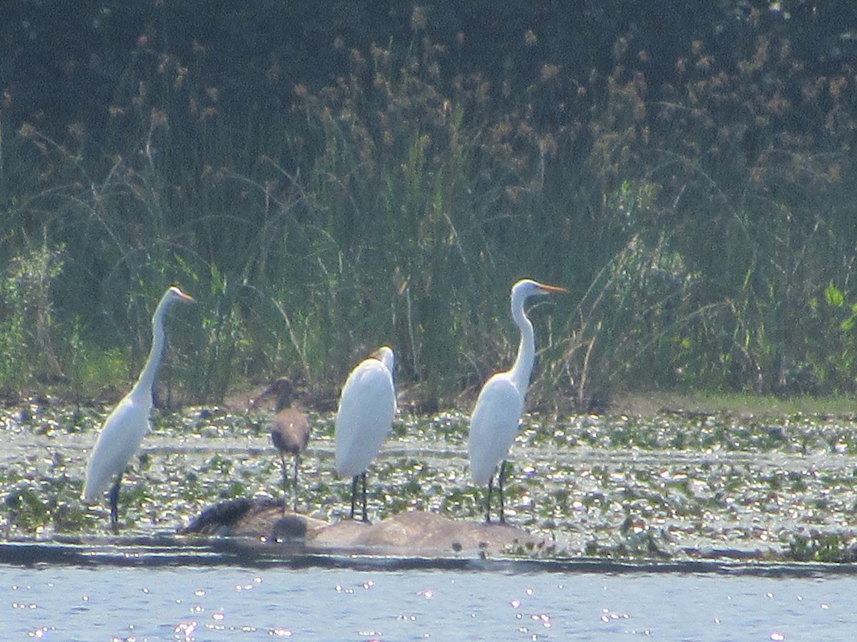 White Ibis - Lydia Scheeren