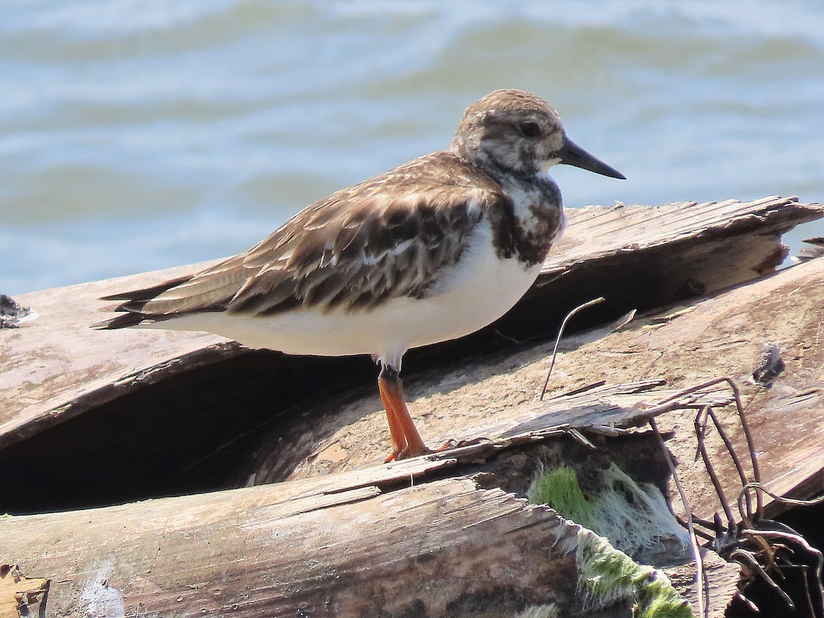 Ruddy Turnstone - Alfonso Auerbach