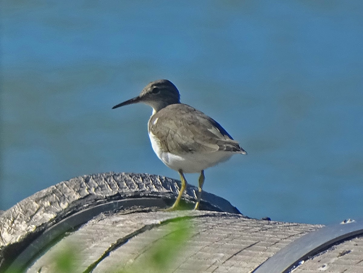 Spotted Sandpiper - Guillermo Sferco