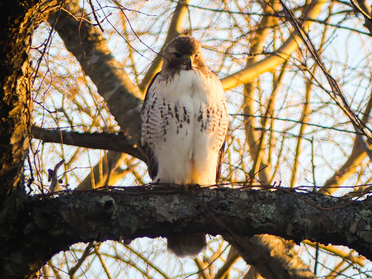 Red-tailed Hawk - ML314787331