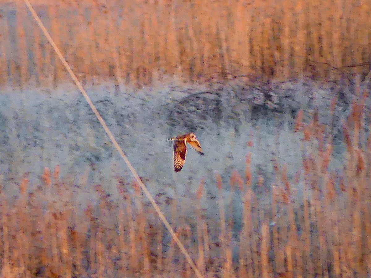 Short-eared Owl - ML314787371