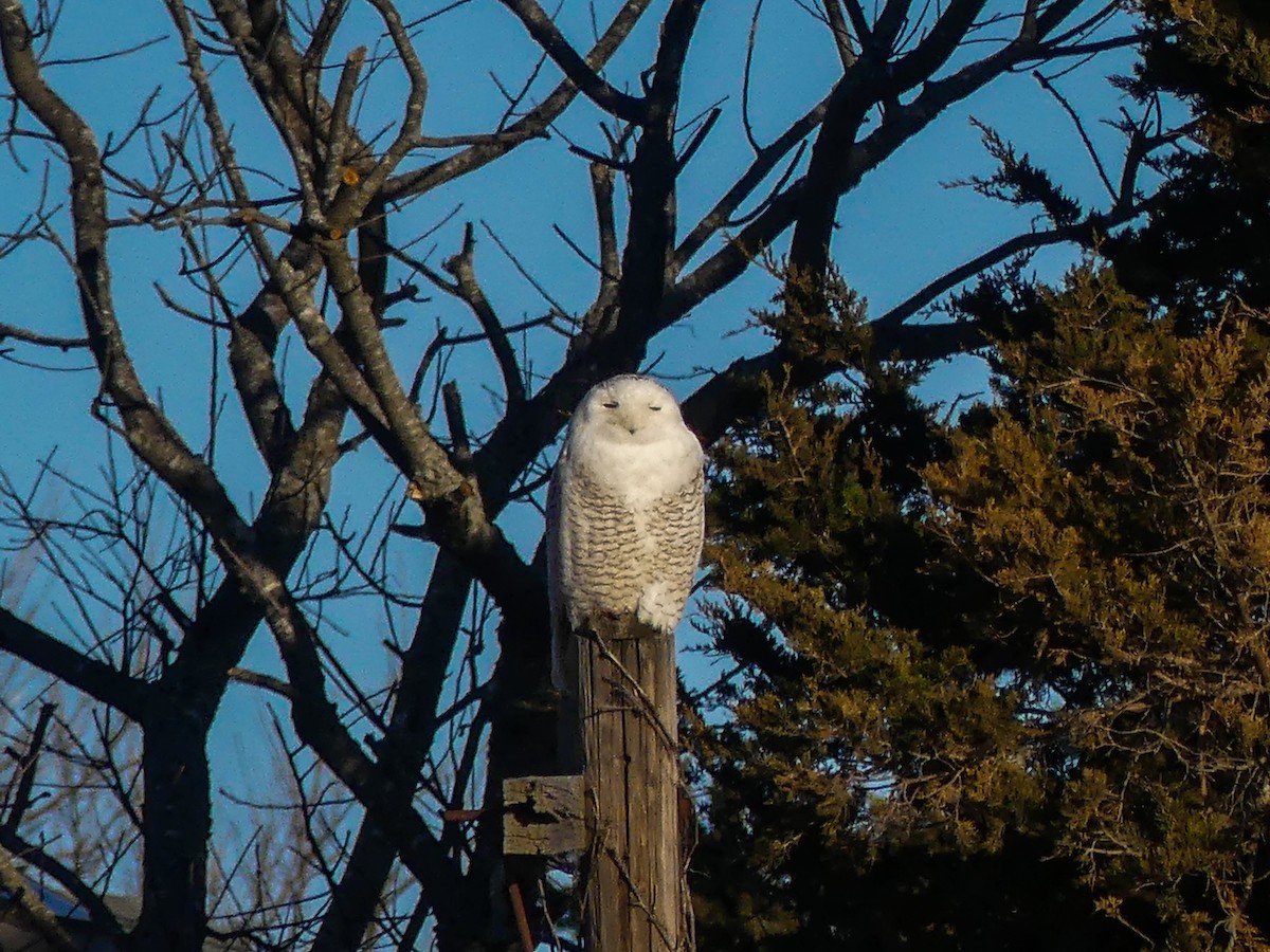 Snowy Owl - ML314787611