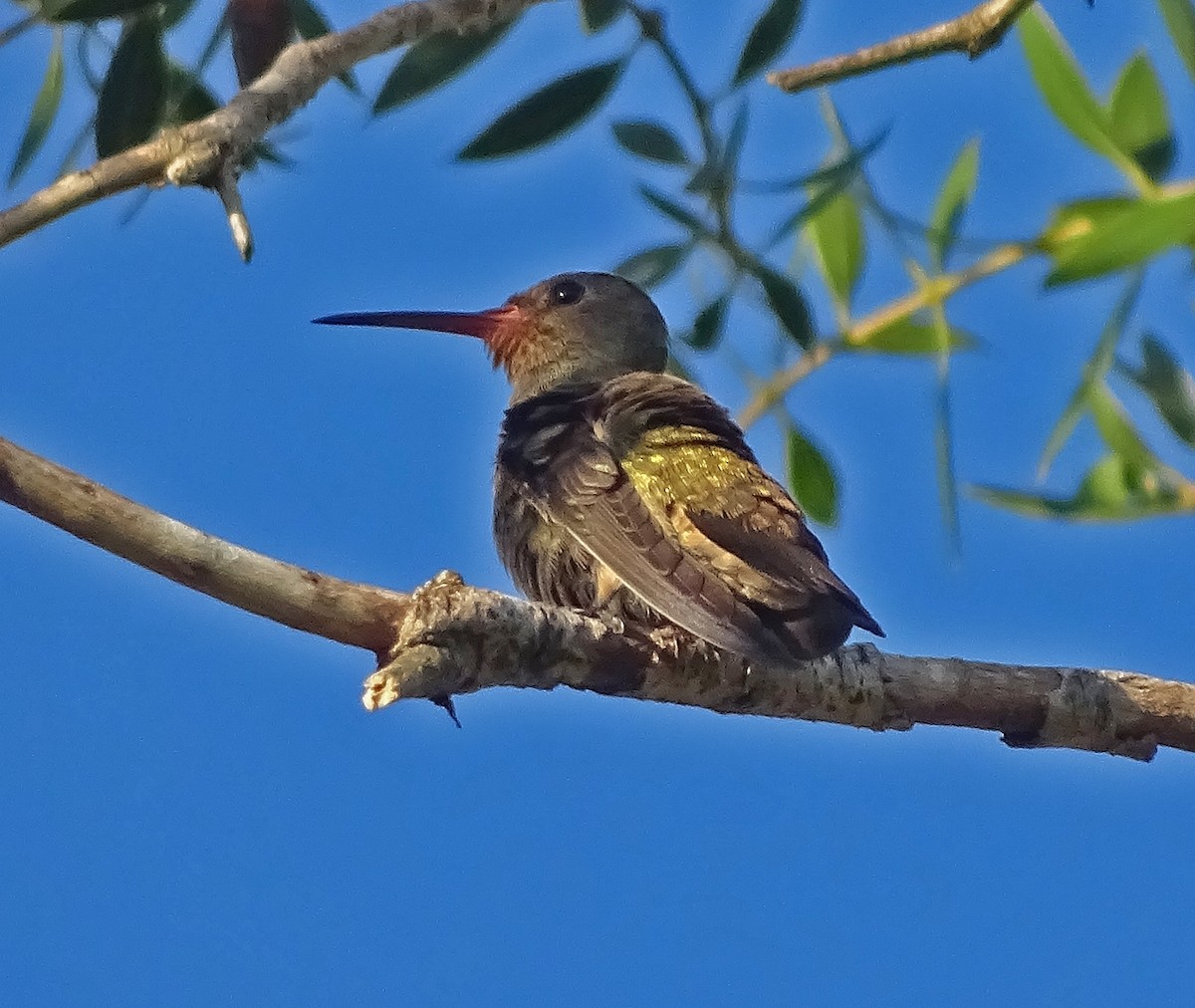 Gilded Hummingbird - ML314787621