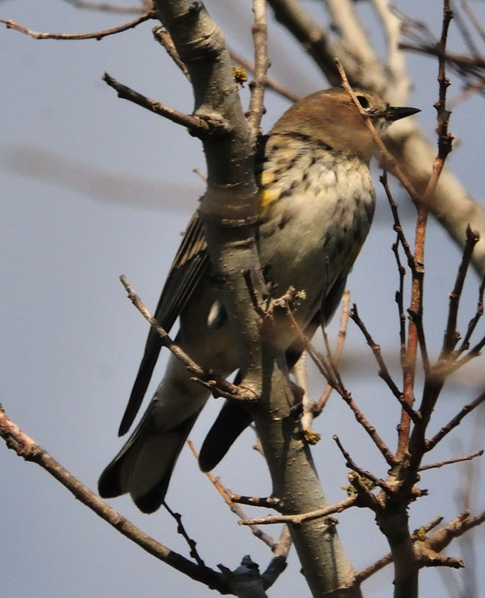 Yellow-rumped Warbler - ML314788361