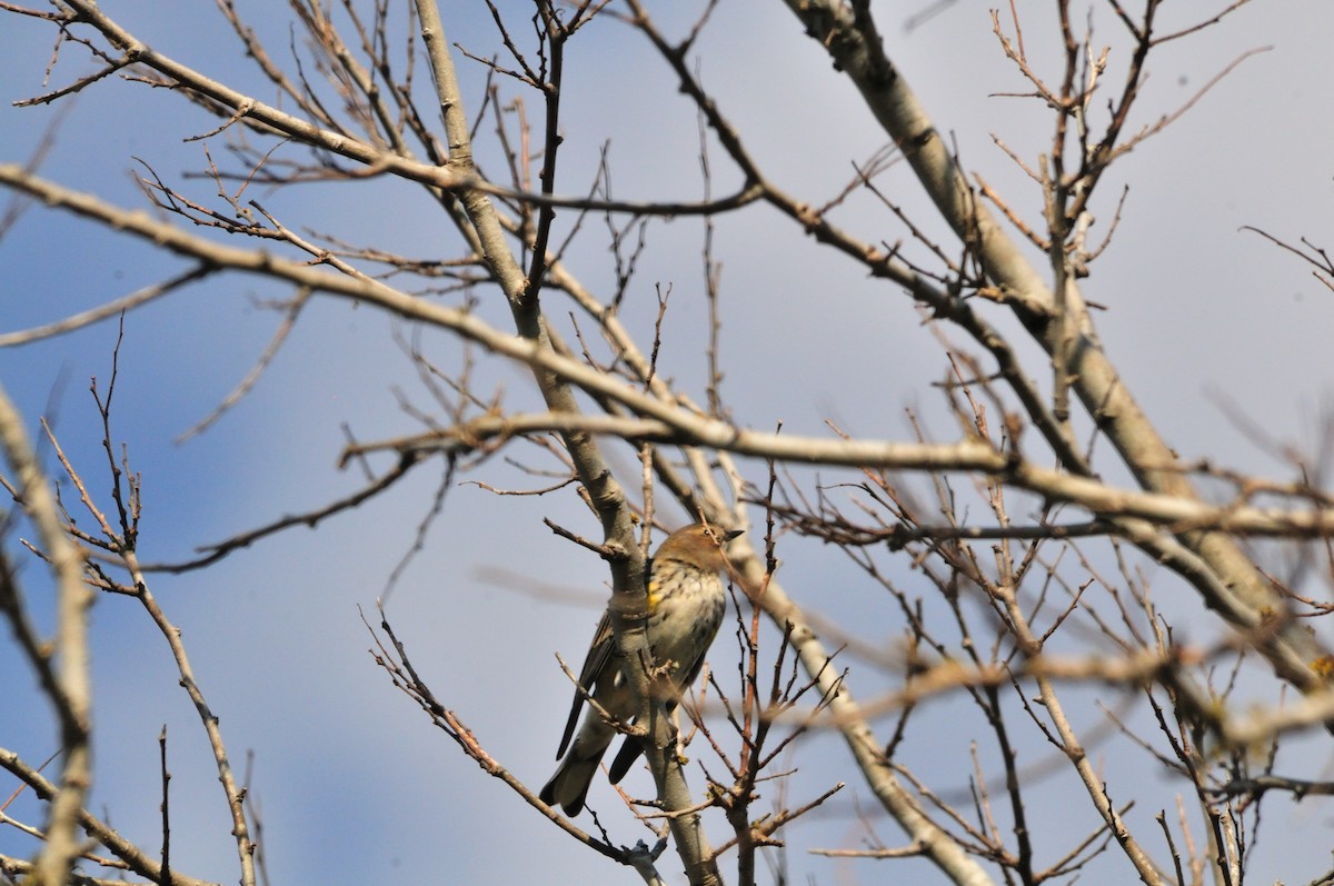 Yellow-rumped Warbler - ML314788371