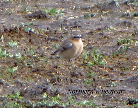 Northern Wheatear - ML314788471