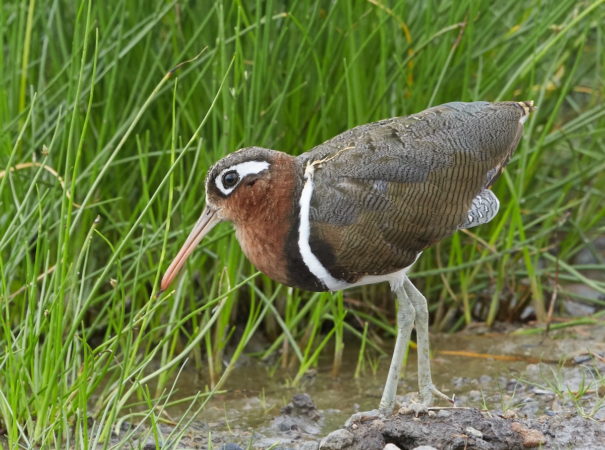 Greater Painted-Snipe - Brooke Miller