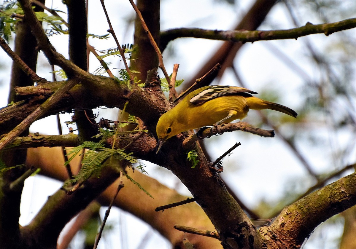 Common Iora - asim hazra