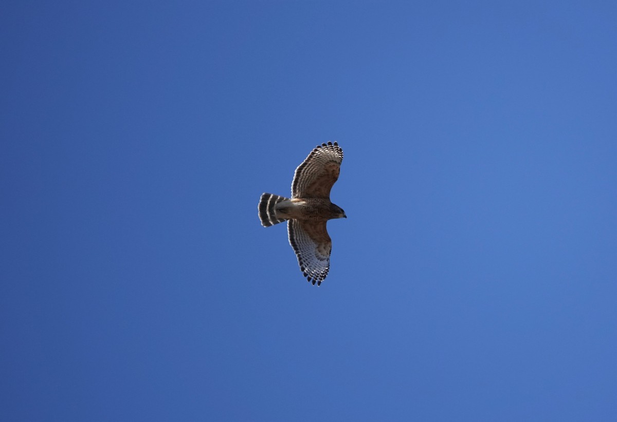 Red-shouldered Hawk - ML314790231