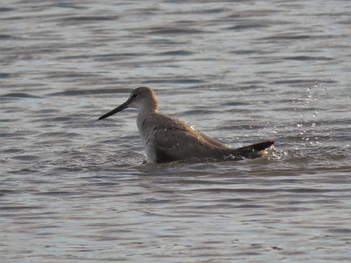 Willet - Alfonso Auerbach