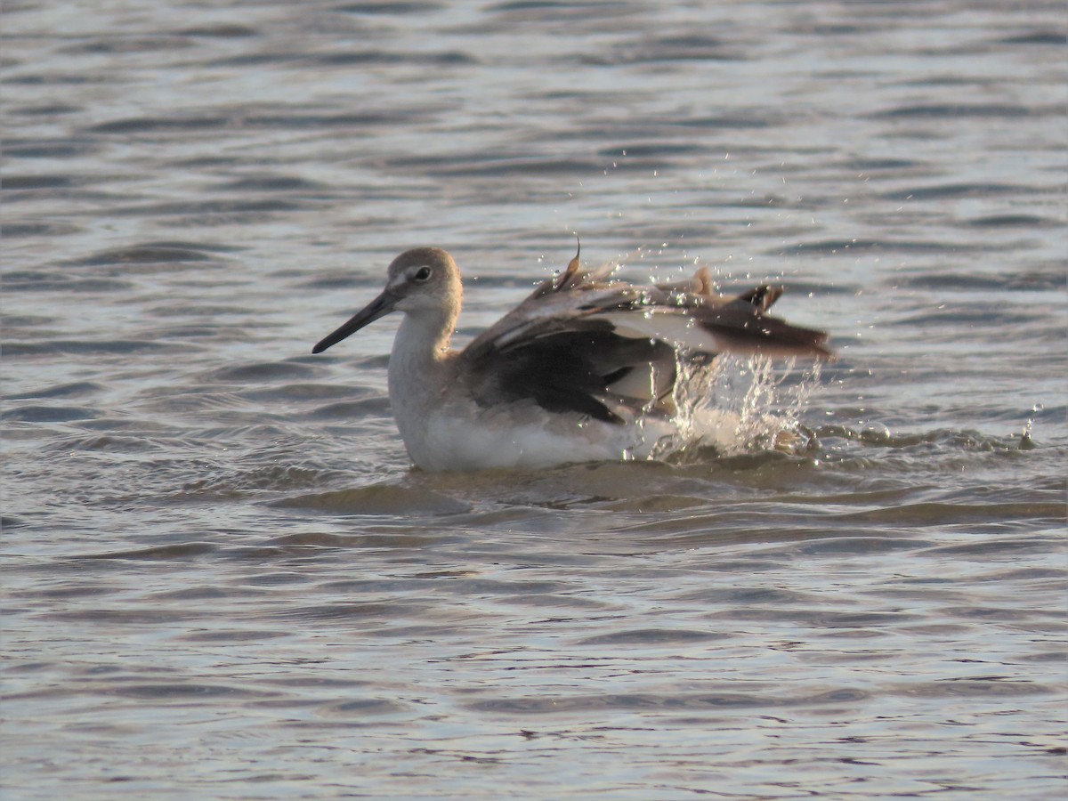 Willet - Alfonso Auerbach