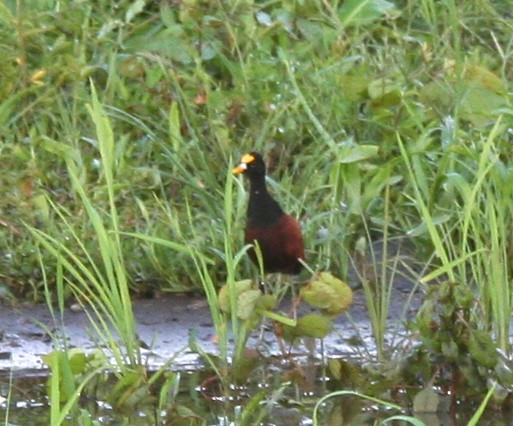 Jacana Centroamericana - ML31479141