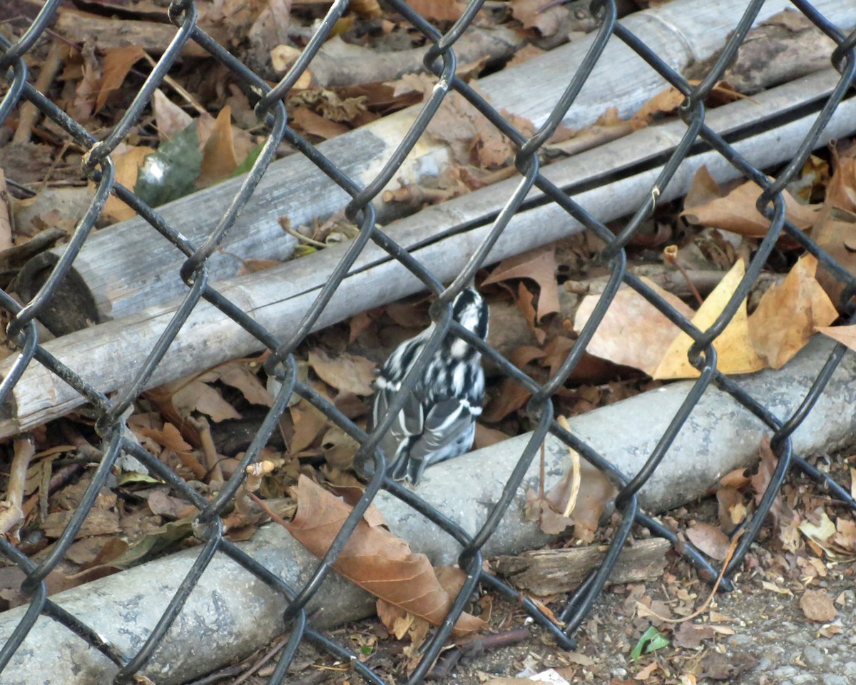 Black-and-white Warbler - ML314791691