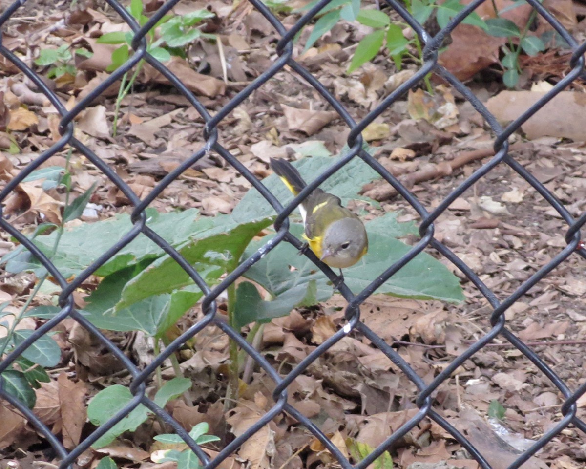 American Redstart - ML314791791