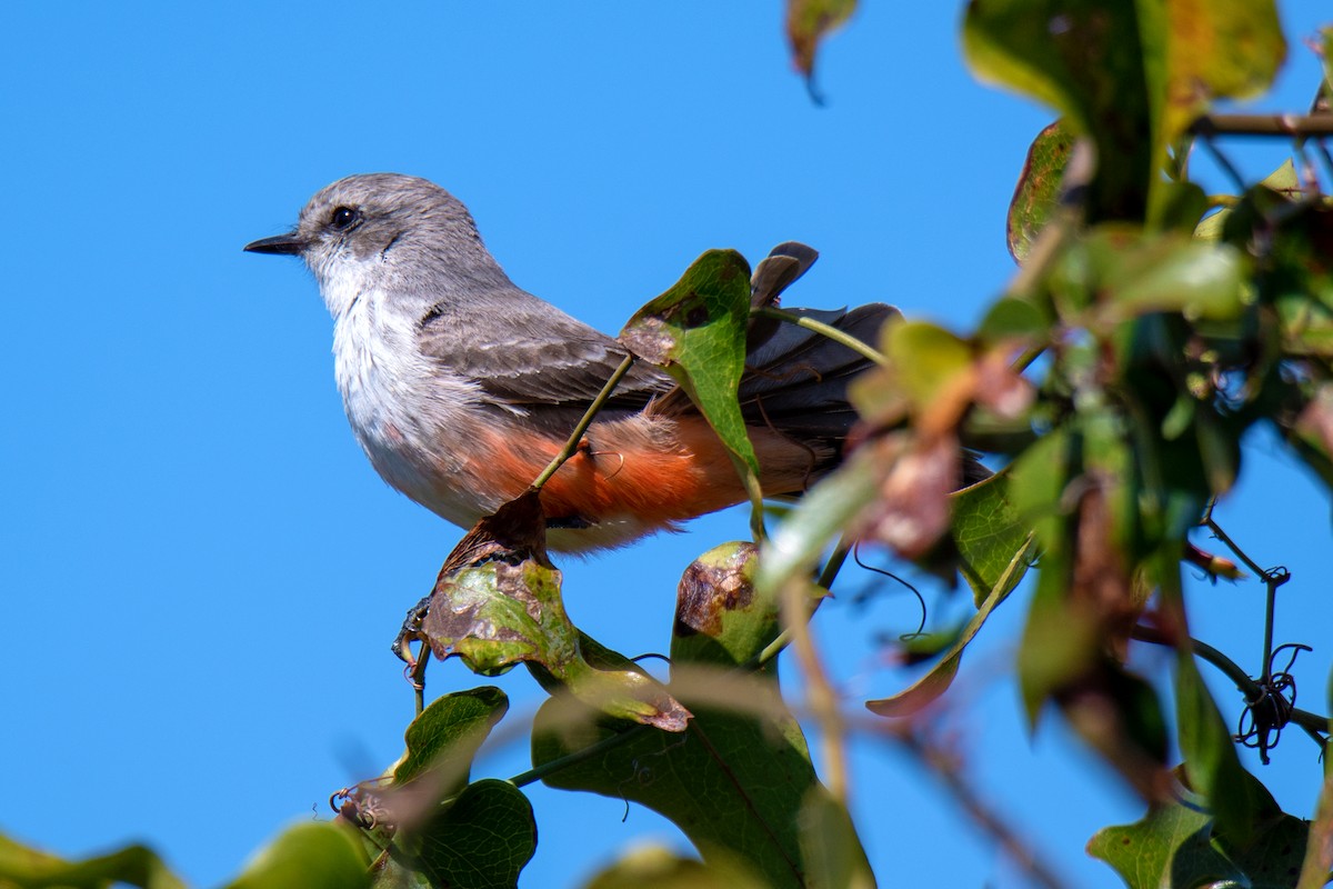 Vermilion Flycatcher - ML314792731