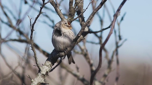 Hoary Redpoll - ML314793271