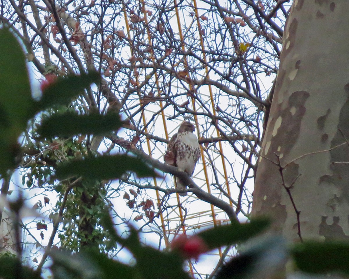 Red-tailed Hawk - ML314793311