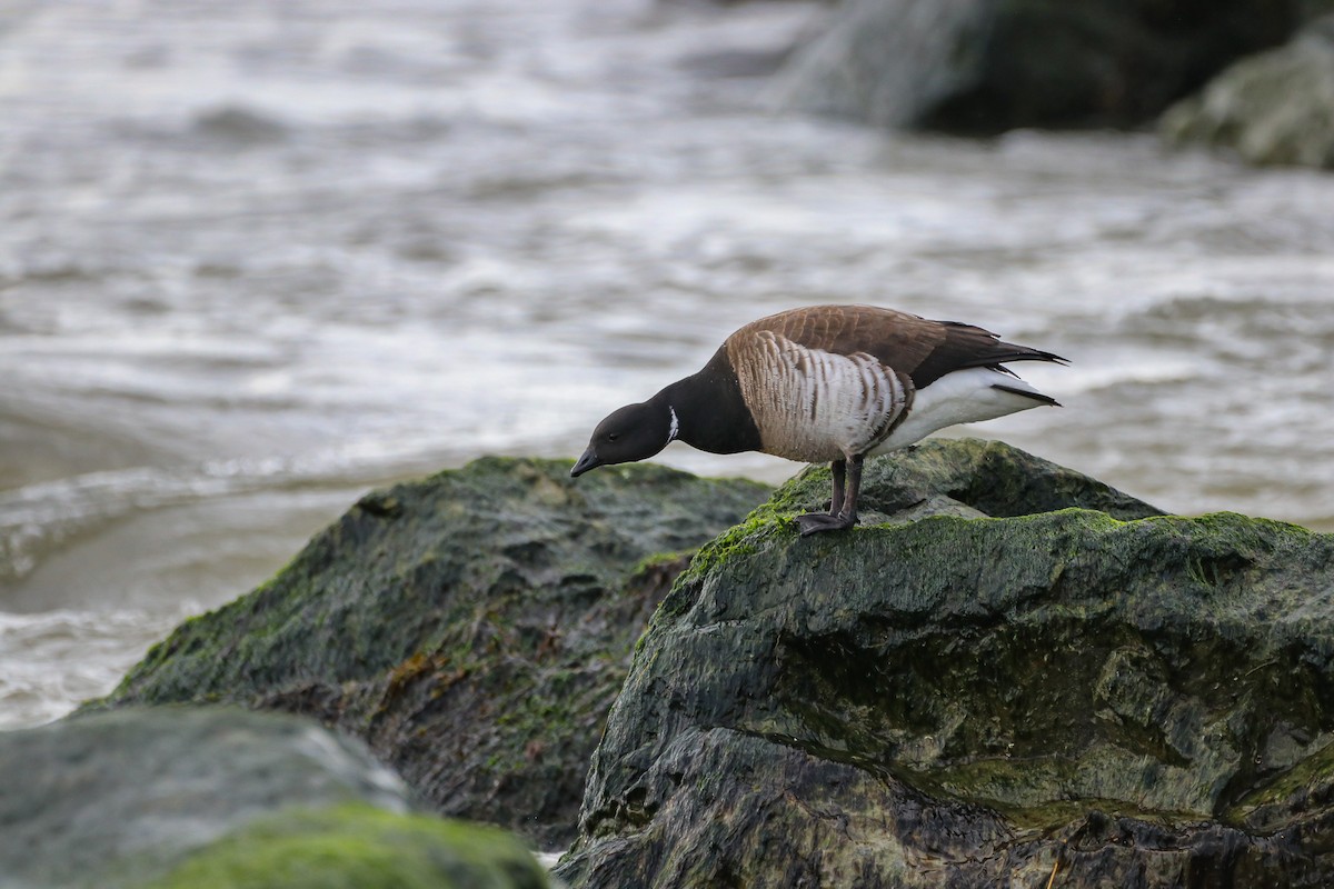 Brant (Atlantic) - ML314793411