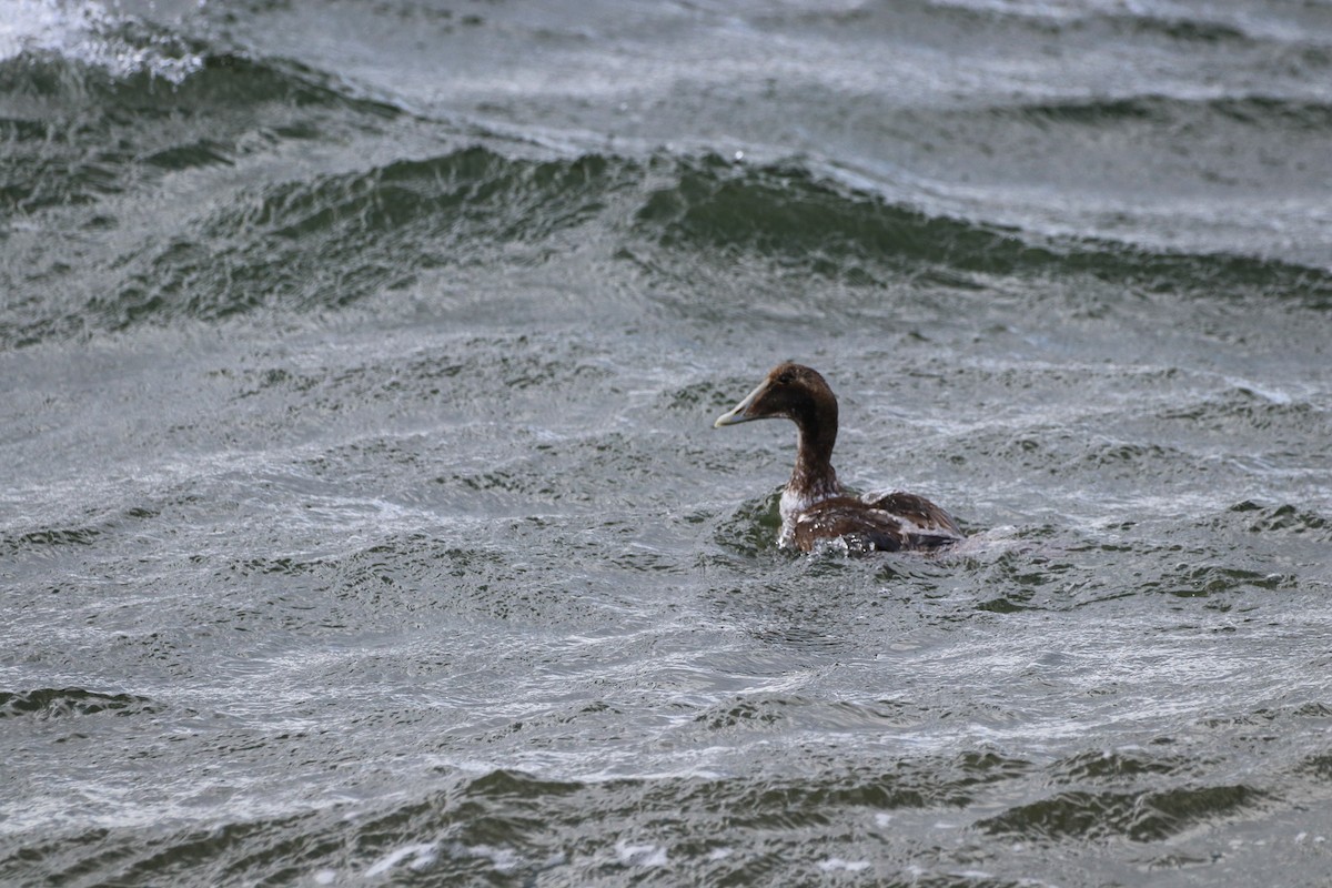 Common Eider - ML314793601