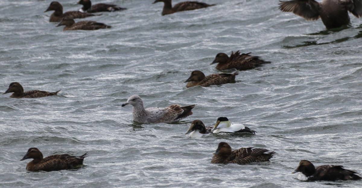 Common Eider - Sean Carroll