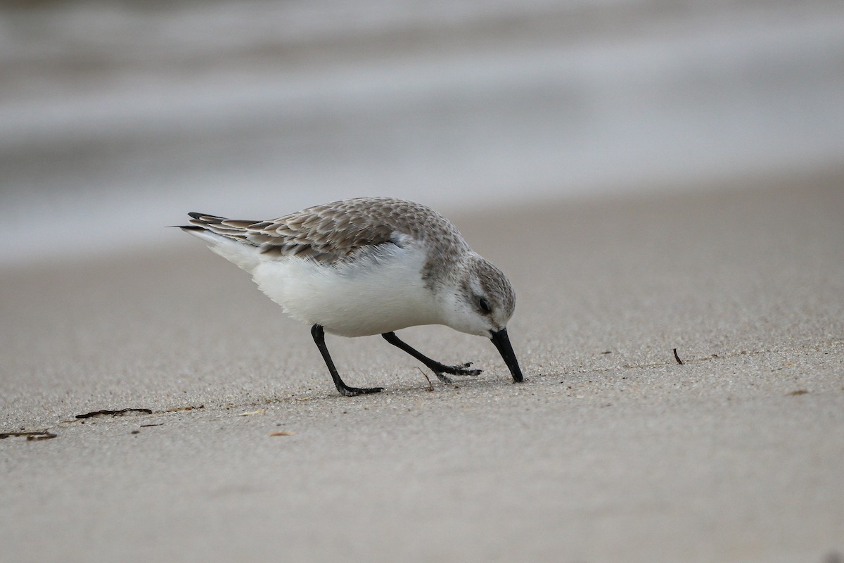 Sanderling - ML314793731