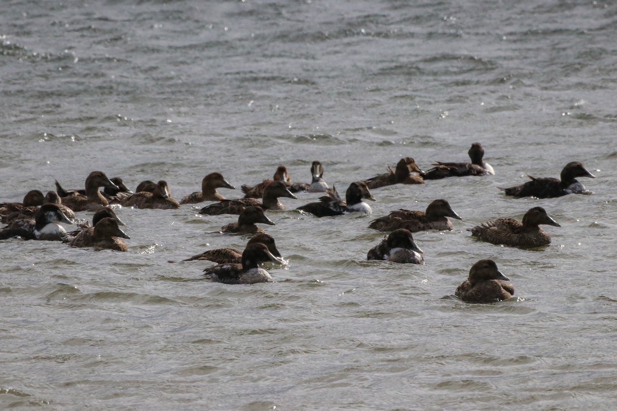 Common Eider - ML314793931