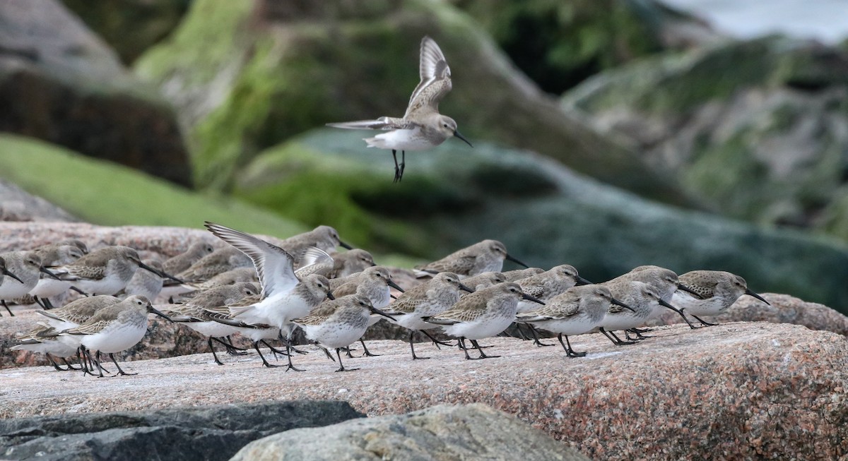 Dunlin - ML314794051