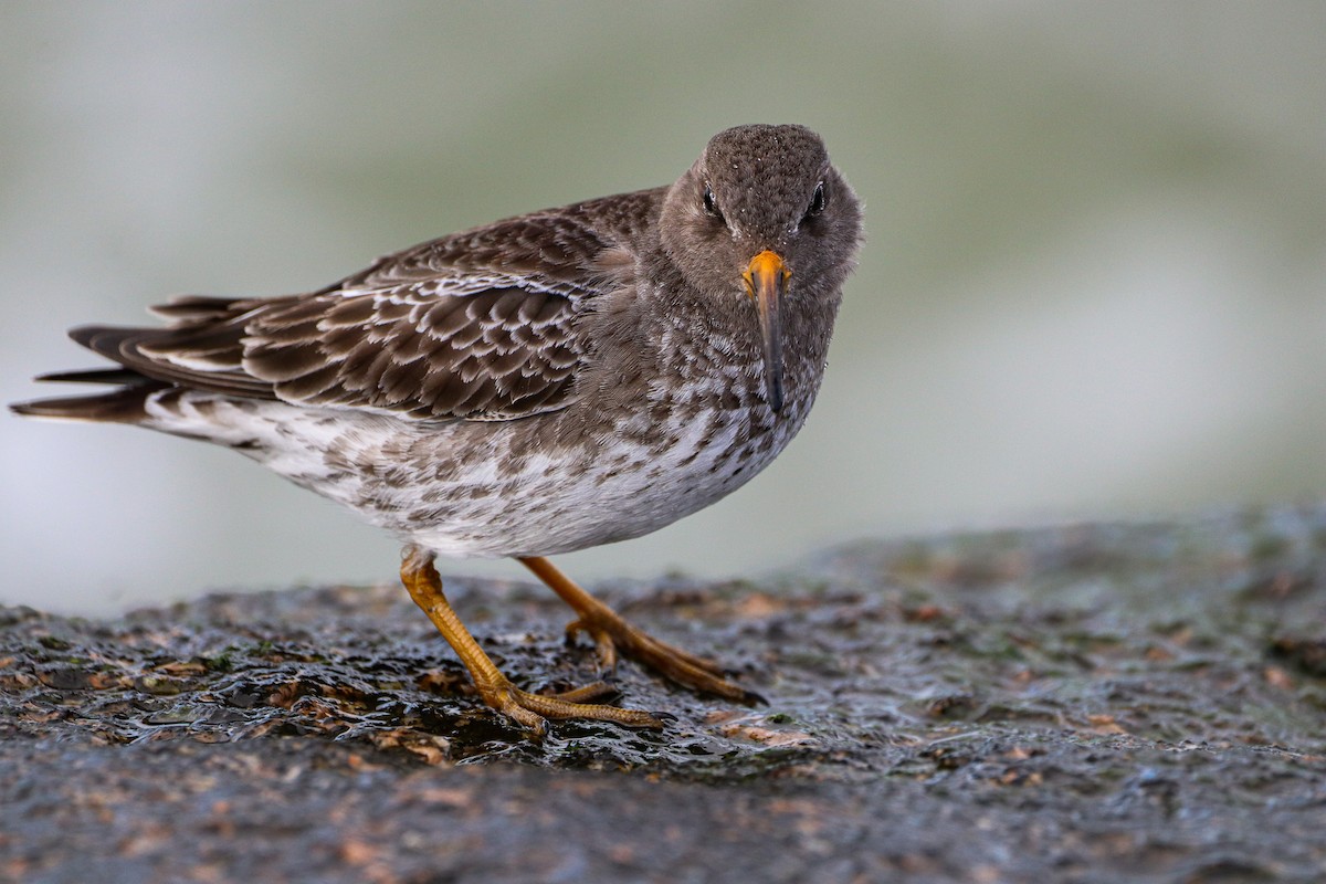 Purple Sandpiper - ML314794121