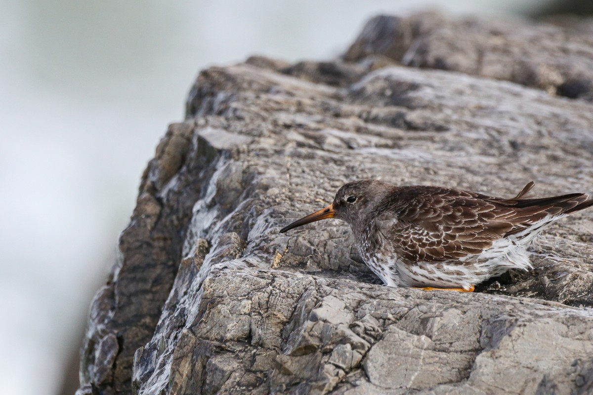 Purple Sandpiper - ML314794131