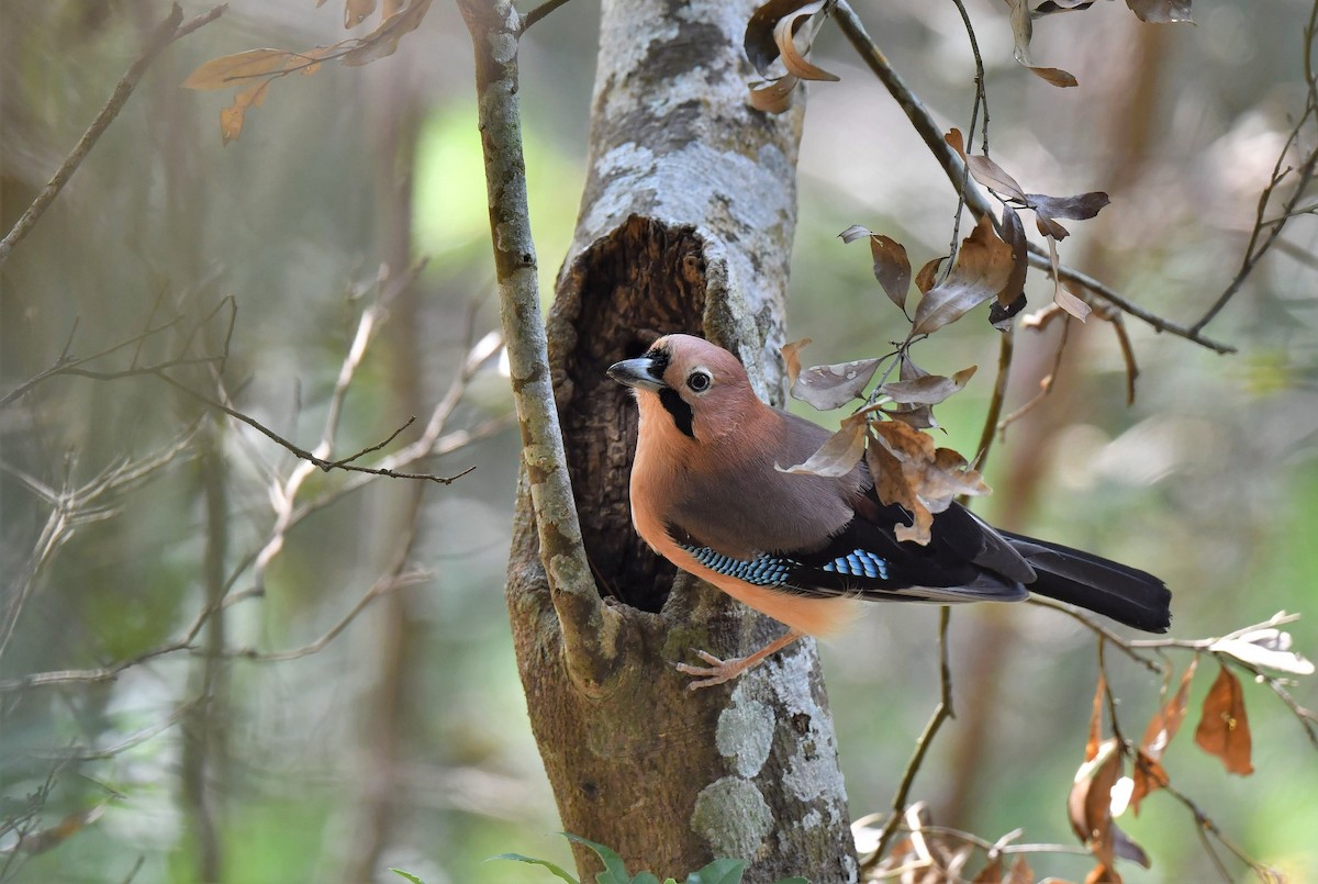 Eurasian Jay - ML314794301