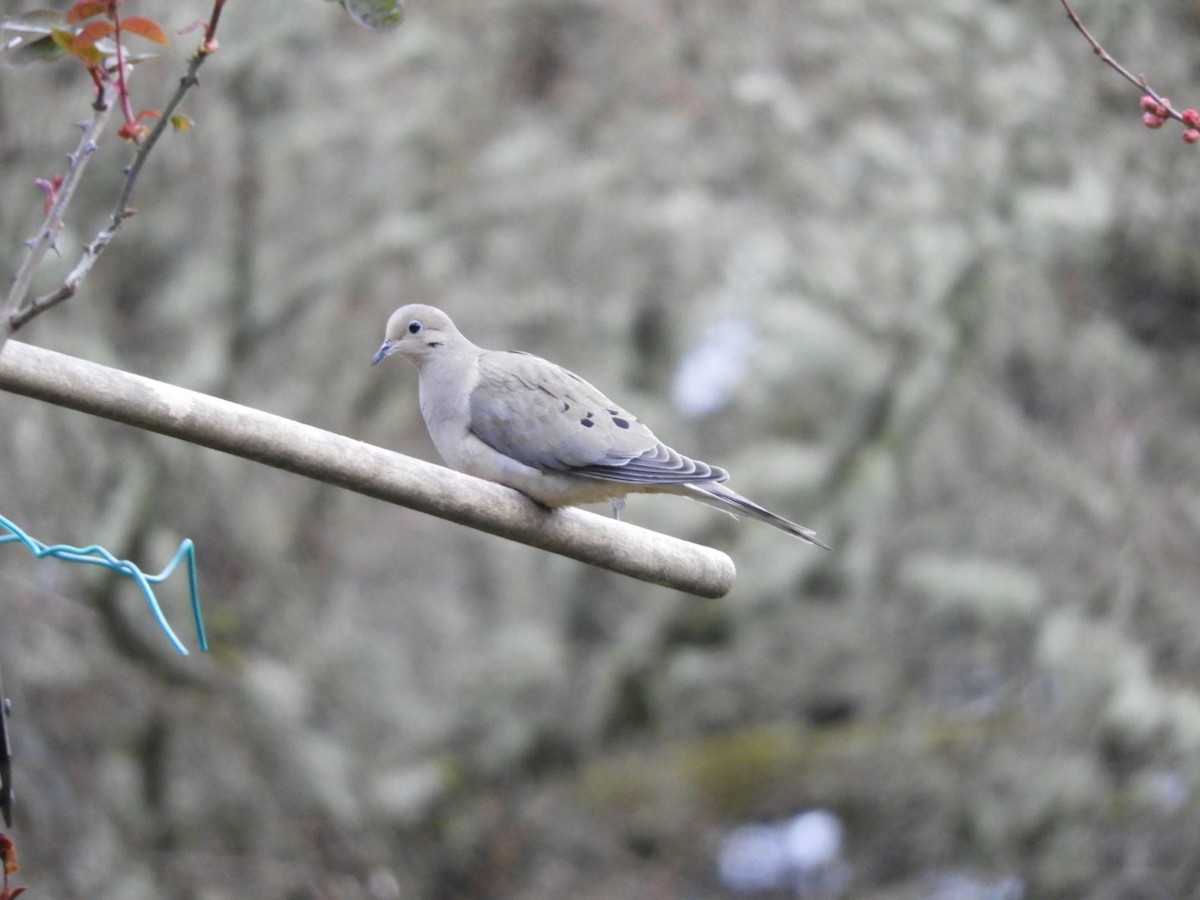 Mourning Dove - ML314797511