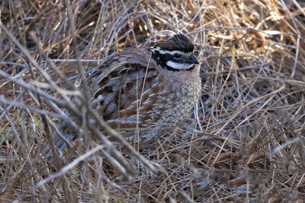 Northern Bobwhite - ML314798781