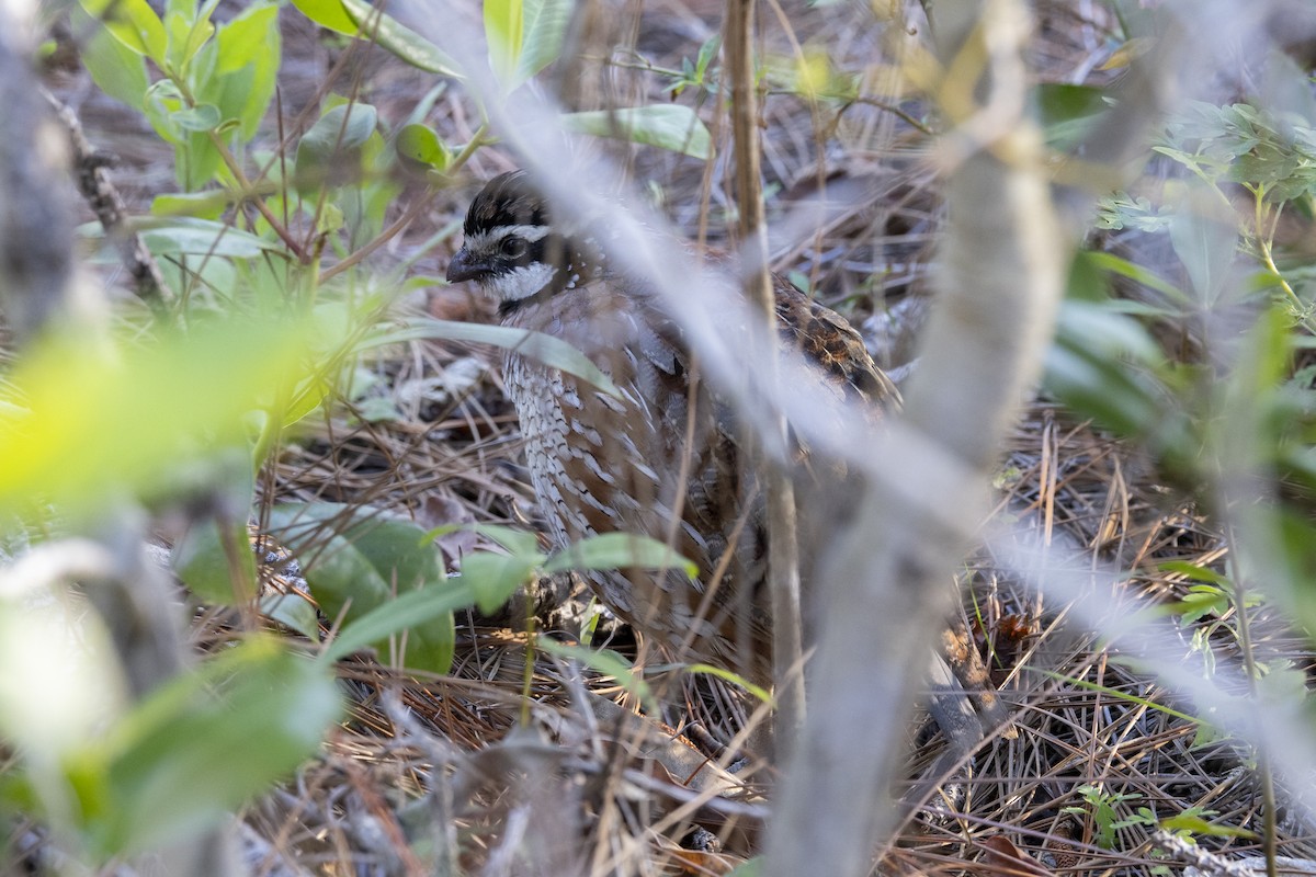 Northern Bobwhite - ML314798881
