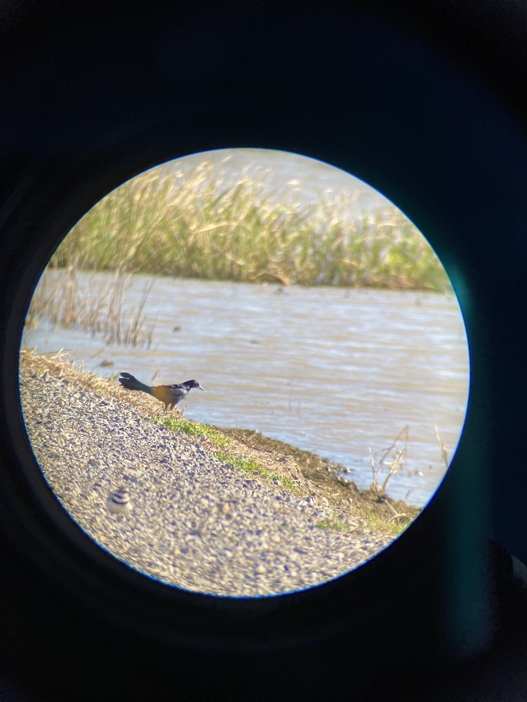 Great-tailed Grackle - ML314800401