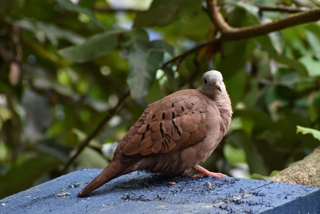 Ruddy Ground Dove - ML314801011