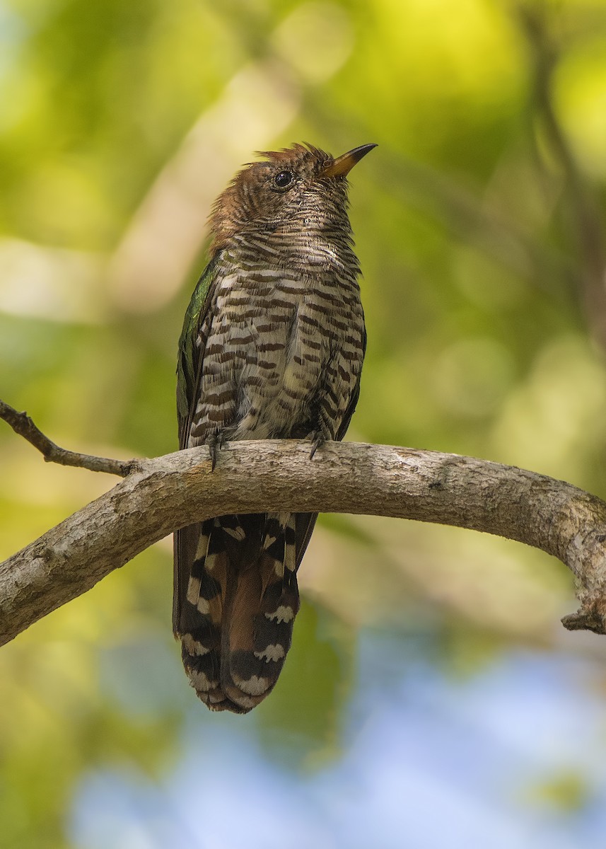 Asian Emerald Cuckoo - Wai Loon Wong