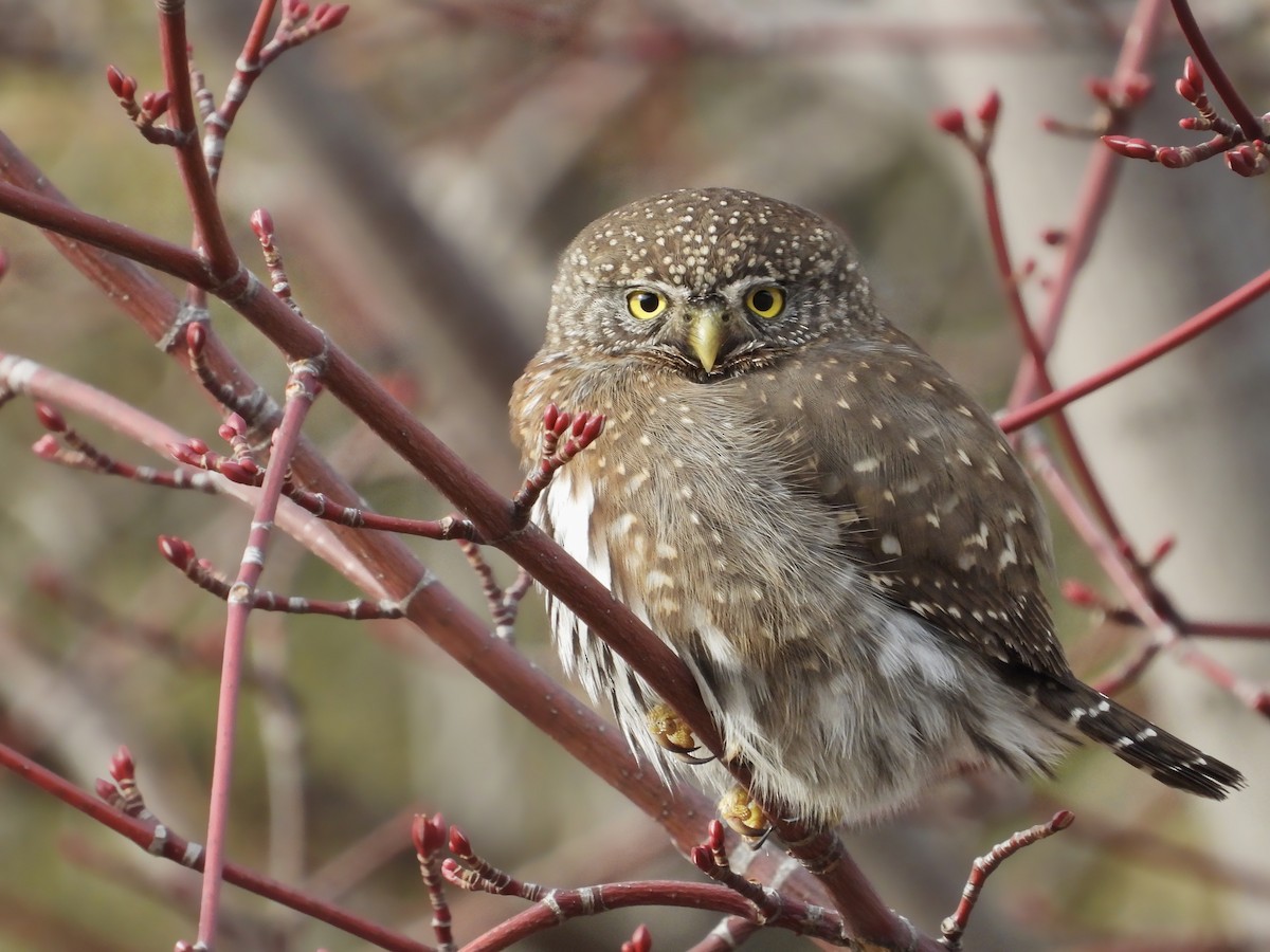 Northern Pygmy-Owl - Kalin Ocaña