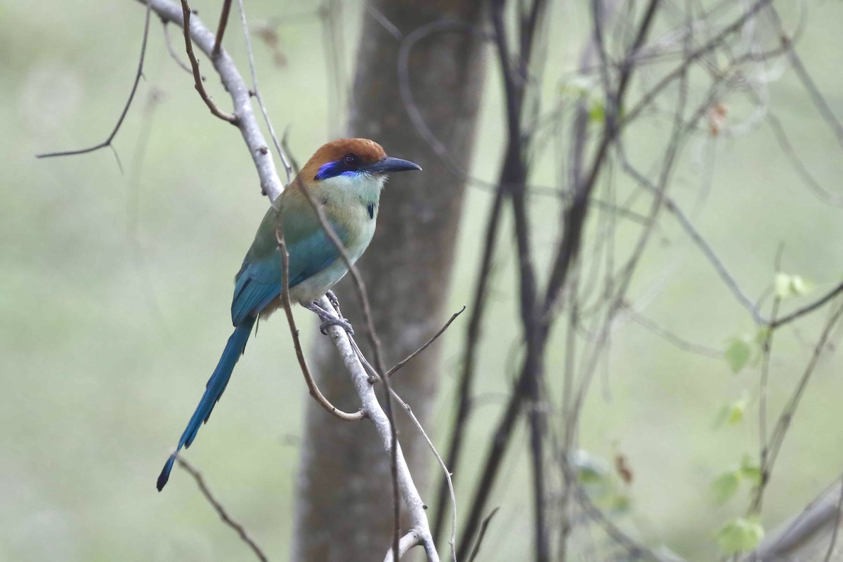 Russet-crowned Motmot - ML314802661